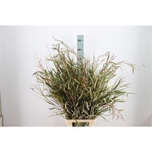 Grevillea Natuur 300 Gram