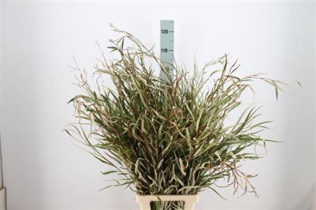 <h4>Grevillea Natuur 250 Gram</h4>