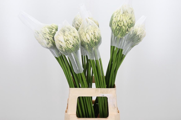 <h4>Agap Gletsjer</h4>