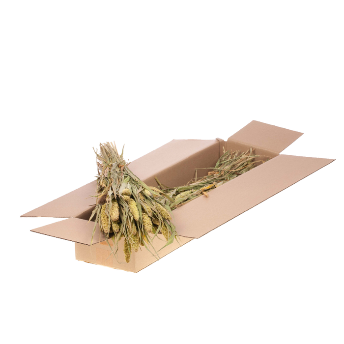 <h4>Setarea Italica Sb Natural Green</h4>