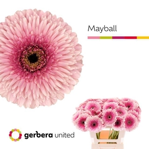 GERBERA POMPONI MAYBALL GE GB POM M
