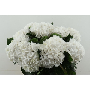 Hydr M Schneeball 80-20