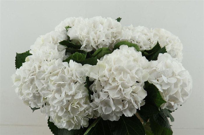 <h4>Hydr M Schneeball 80-20</h4>