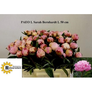 PAEO L SARA BERNHARD