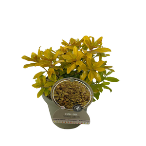 Escallonia overig