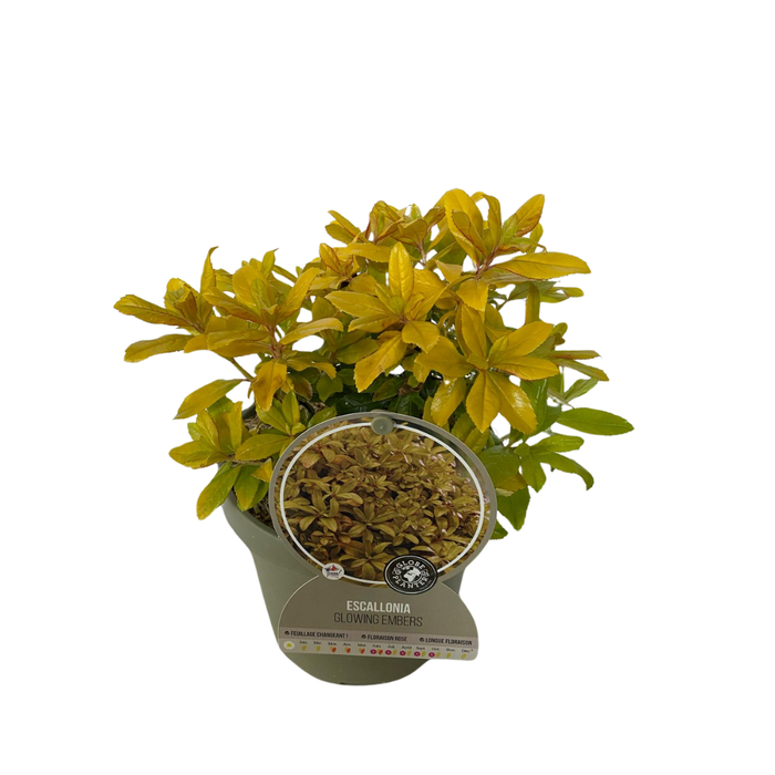 <h4>Escallonia overig</h4>