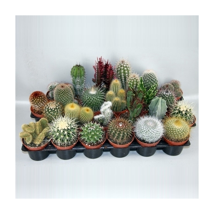 <h4>102 Cactus gemengd 8,5 cm</h4>