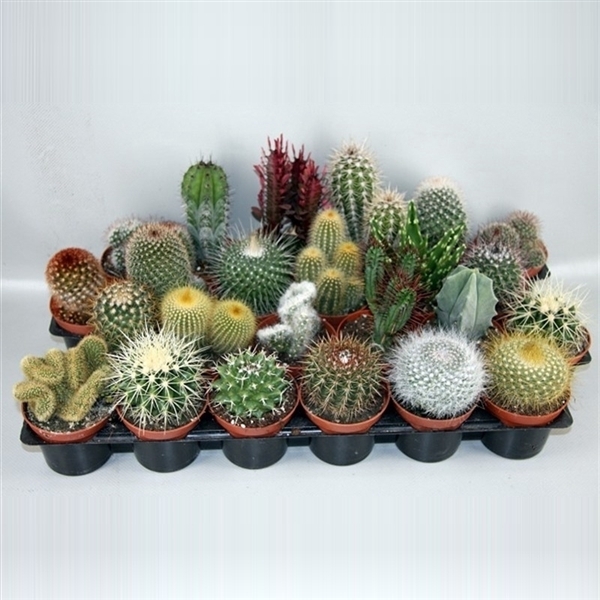 <h4>102 Cactus gemengd 8,5 cm</h4>