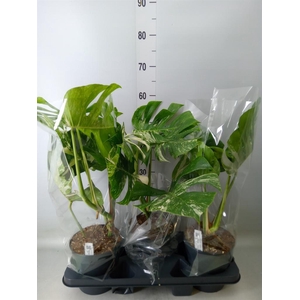 Monstera delic. 'Variegata'