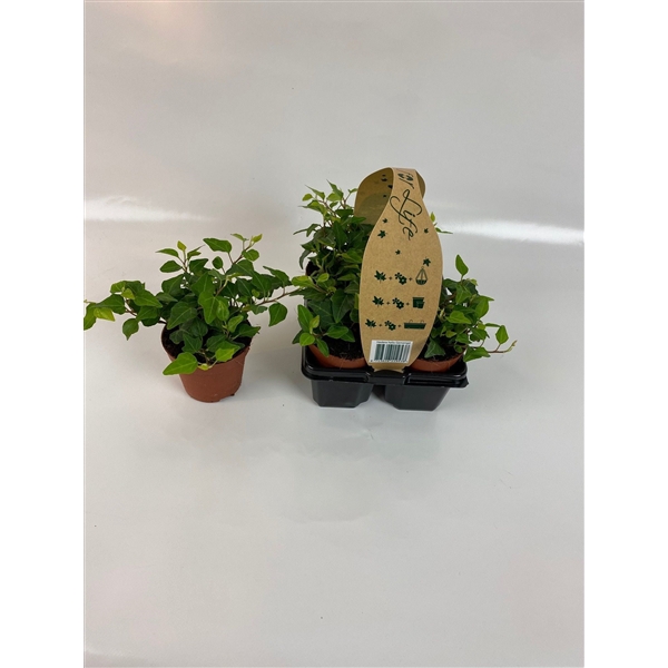 <h4>4-Pack Groen 8,5</h4>