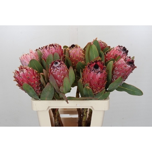 Protea Barbigera Air