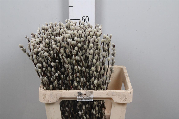 <h4>Salix Snow Flake</h4>