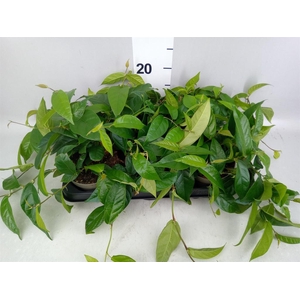 Ficus sagittata