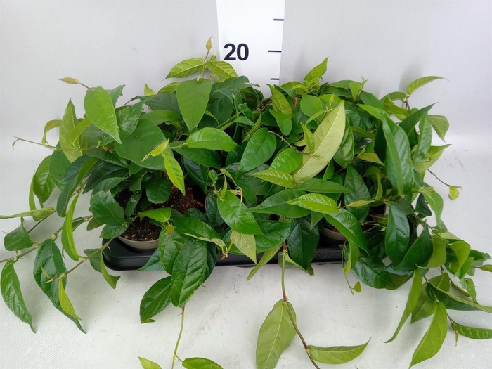 <h4>Ficus sagittata</h4>