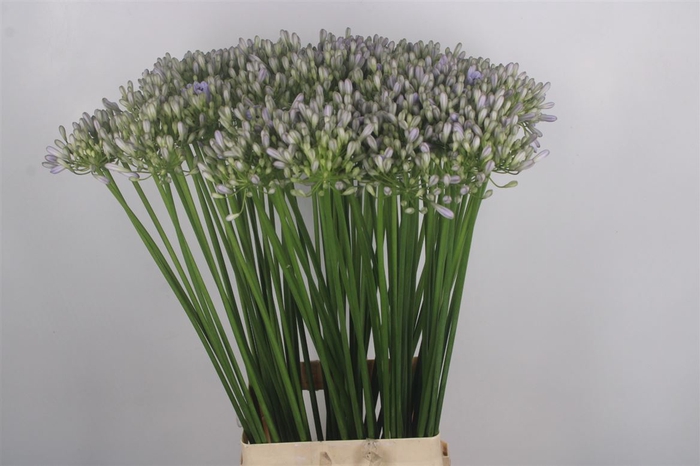 Agapanthus Mila Lila