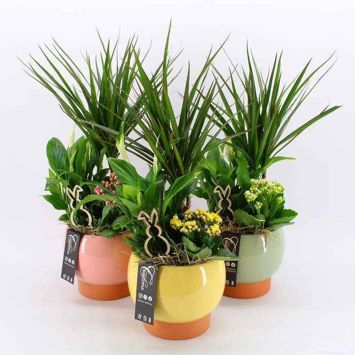 <h4>ARR PASEN H%</h4>