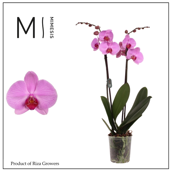 <h4>Phalaenopsis Orlando 2 spike - 12cm | Mimesis</h4>