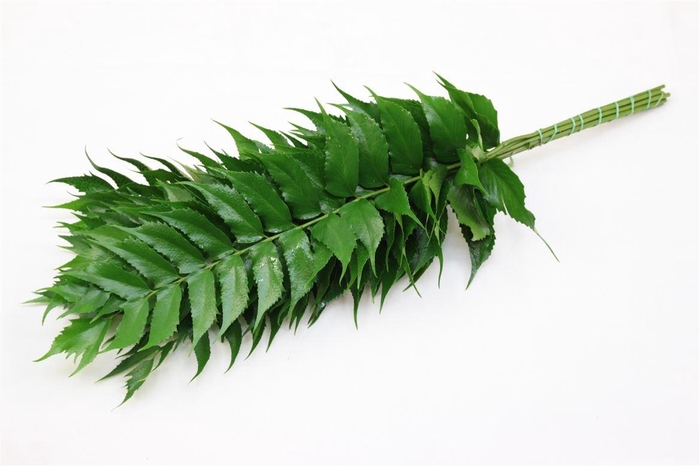 <h4>Holly Fern</h4>