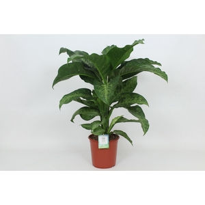 Dieffenbachia Memoria Corsii