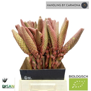 ALOE ARBORESCENS - BIOLOGISCH#