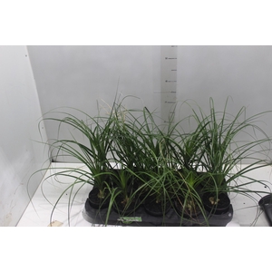 BEAUCARNEA RECURVATA P11