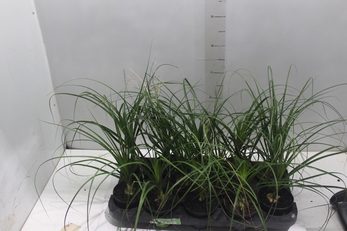 <h4>BEAUCARNEA RECURVATA P11</h4>