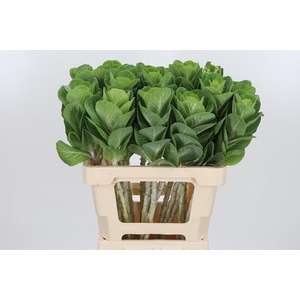 Brassica White Crane