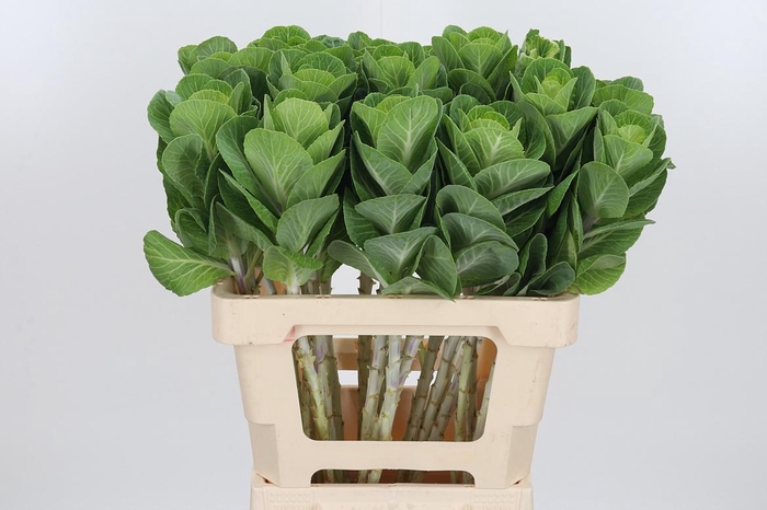 <h4>Brassica White Crane</h4>