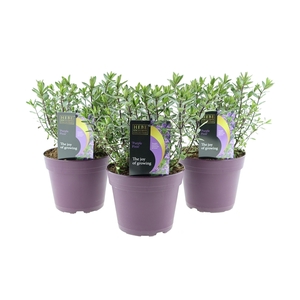 Hebe Purple Pixie
