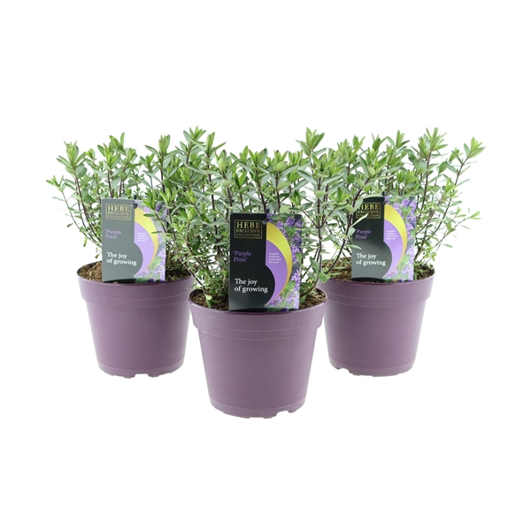 <h4>Hebe Purple Pixie</h4>