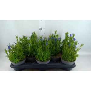 Gentiana  'Diana'
