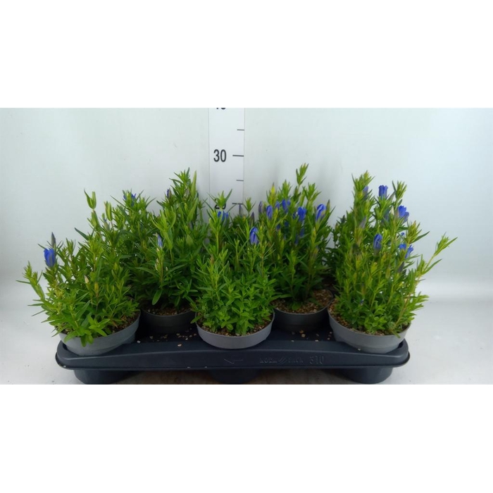 <h4>Gentiana  'Diana'</h4>