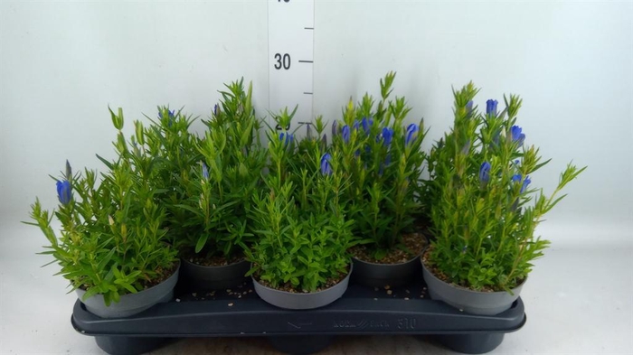 Gentiana  'Diana'