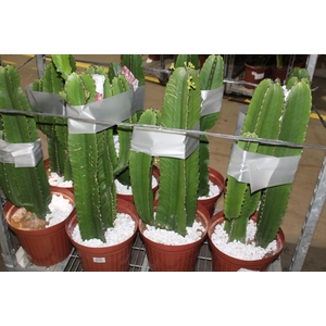 CACTUS EUPHORBIA MANDACARU P30