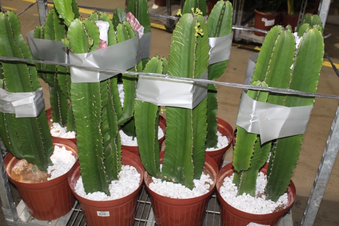 CACTUS EUPHORBIA MANDACARU P30