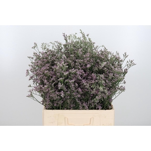 Lim Sin Tenness Pink