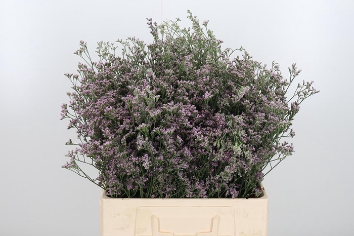 <h4>Lim Sin Tenness Pink</h4>