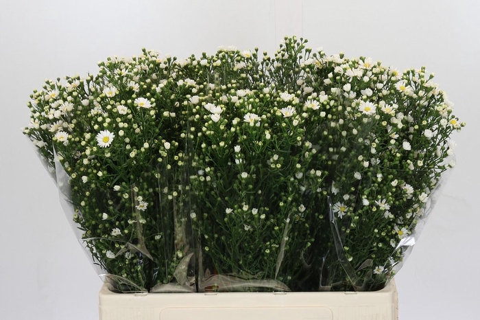 <h4>Aster Paquita</h4>