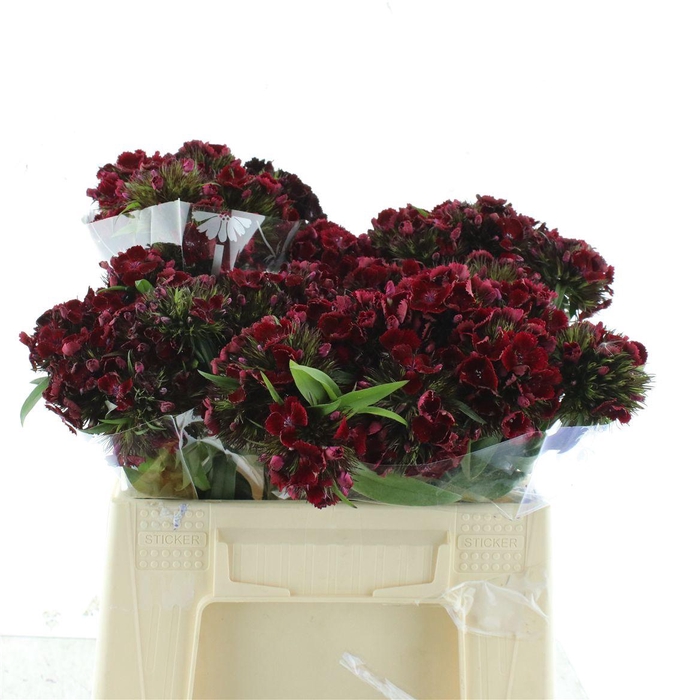 <h4>Di Barb Kiwi Burgundy</h4>