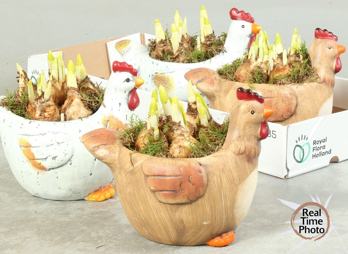 <h4>ARR NARCISSUS</h4>