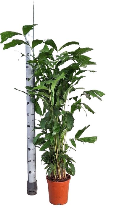 <h4>CARYOTA MITIS</h4>