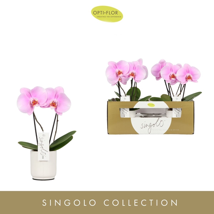 Phalaenopsis overig roze (enkele ta