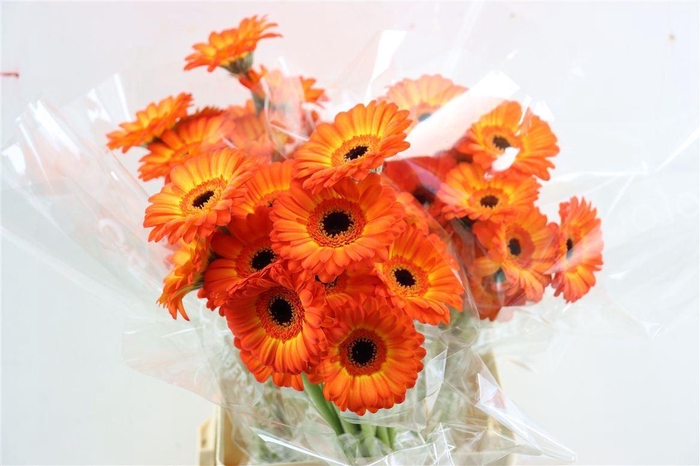 <h4>Ge Mi Flamazing Xxl</h4>