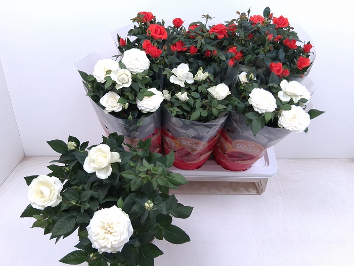 <h4>RO FAV RO GEM</h4>