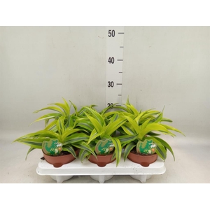 Dracaena frag. 'Lemon Surprise'