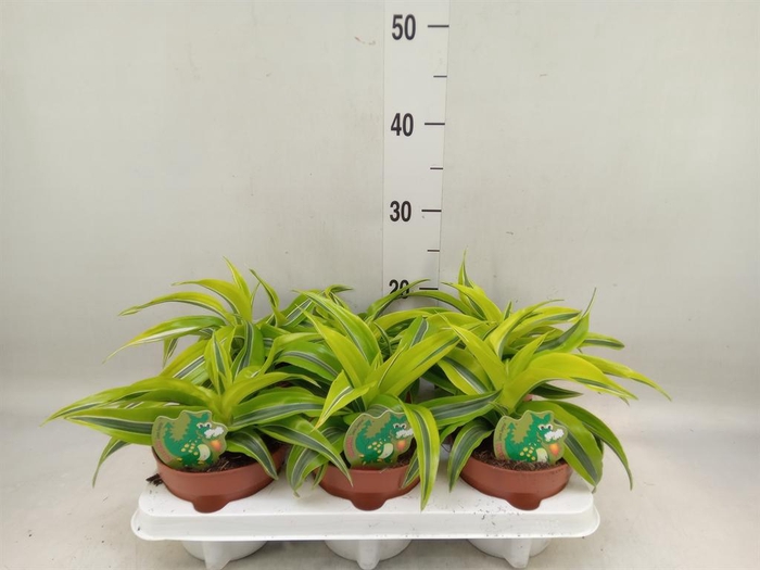 <h4>Dracaena frag. 'Lemon Surprise'</h4>