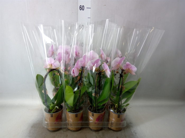 <h4>Phalaenopsis  'Elegant Cascade'</h4>