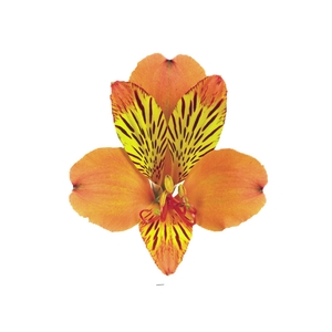 ALSTROEMERIA COCKTAIL 080 CM