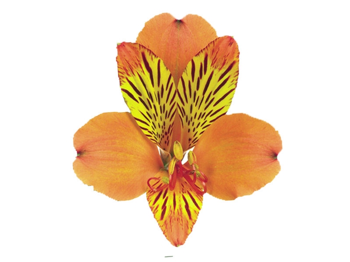 <h4>ALSTROEMERIA COCKTAIL 080 CM</h4>