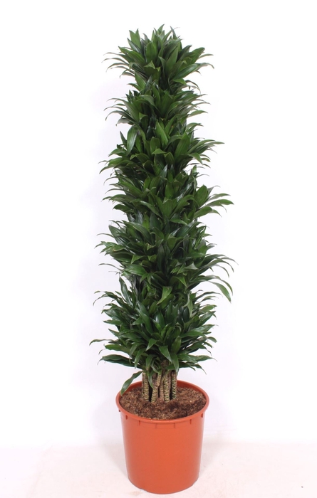 <h4>Dracaena Compacta</h4>